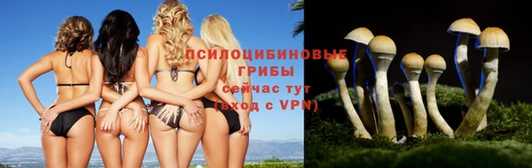 шишки Новозыбков